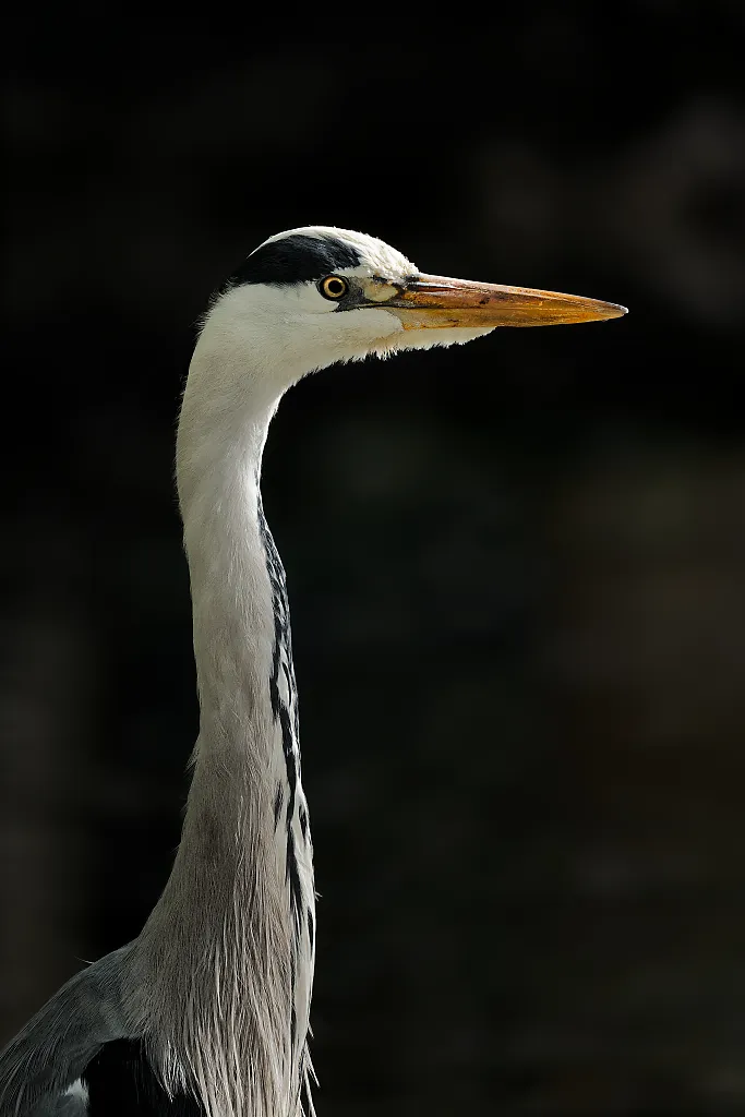 _astro/0016_grey heron